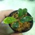 画像3: 水上葉 Busephalandra SP Copper Leaf Sokan(KN) (3)