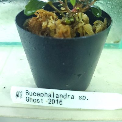 画像1: 水上葉　Busephalandra SP　Ghost2016