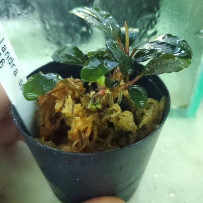 画像4: 水上葉　Busephalandra SP　Ghost2016