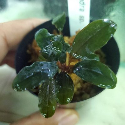 画像3: 水上葉　Busephalandra SP　Ghost2016