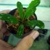 画像2: 水上葉　Busephalandra SP. from Bukit Kelam【AZ0220-1】 (2)