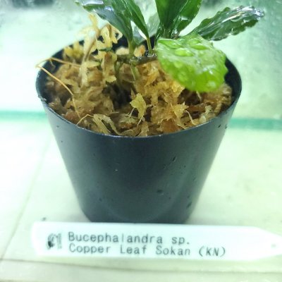 画像1: 水上葉 Busephalandra SP Copper Leaf Sokan(KN)