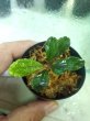 画像3: 水上葉 Busephalandra SP Copper Leaf Sokan(KN) (3)