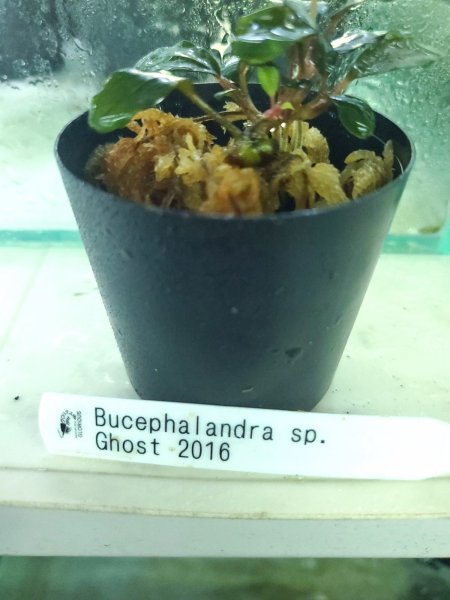 画像1: 水上葉　Busephalandra SP　Ghost2016 (1)