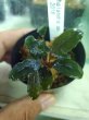 画像3: 水上葉　Busephalandra SP　Ghost2016 (3)