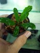 画像2: 水上葉　Busephalandra SP. from Bukit Kelam【AZ0220-1】 (2)