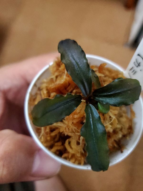 水上葉 Busephalandra SP 